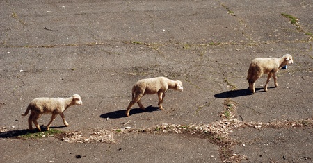 lambs on the roadの写真素材