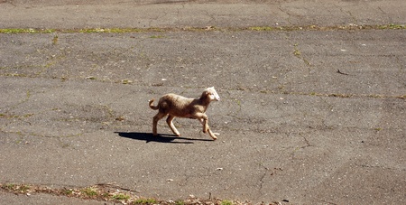 lambs on the roadの写真素材