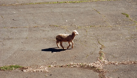 lamb on the roadの写真素材
