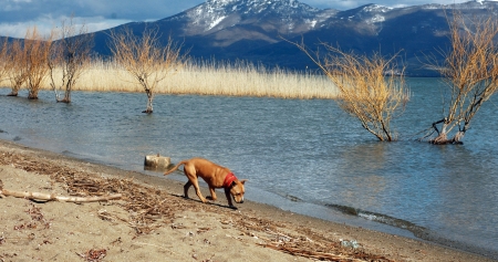 Staffordshire terrier on lake prespa, macedonia の写真素材