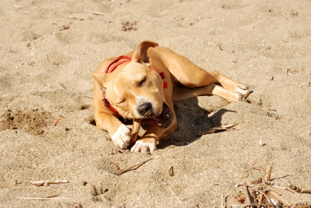 Staffordshire terrier eat bone の写真素材