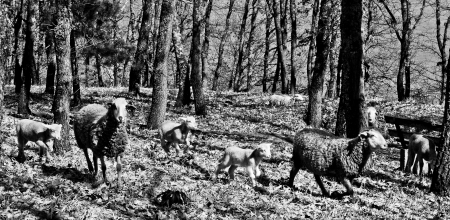 Animals,farmの写真素材