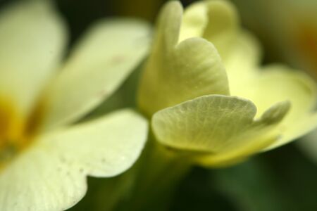 yellow spring flowerの写真素材