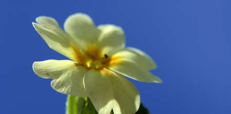 yellow spring flowerの写真素材