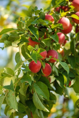 Organic Plumsの写真素材