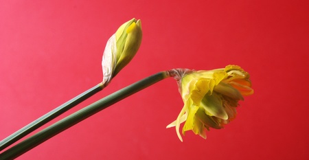 yellow spring flowersの写真素材