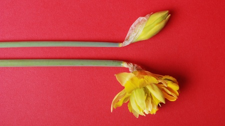 yellow spring flowersの写真素材