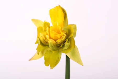 yellow spring flower on white backの写真素材