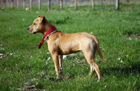                Staffordshire Bull Terrier on grass                      の写真素材