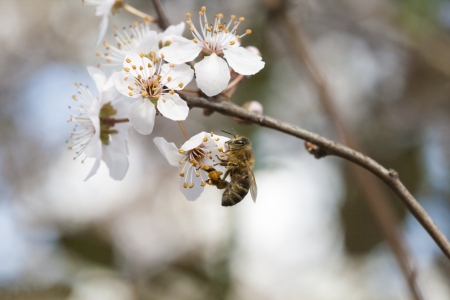 Spring timeの写真素材
