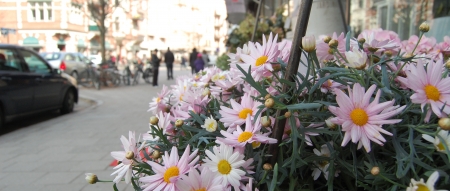 flowers の写真素材