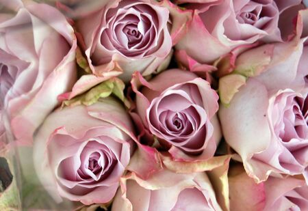 pink rosesの写真素材