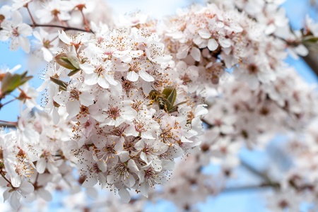 Spring timeの写真素材