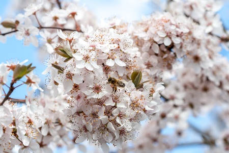 Spring timeの写真素材