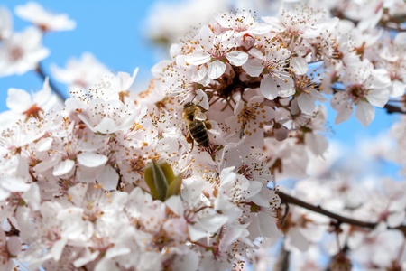 Spring timeの写真素材