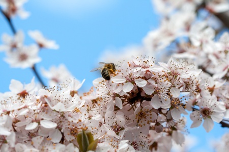 Spring timeの写真素材