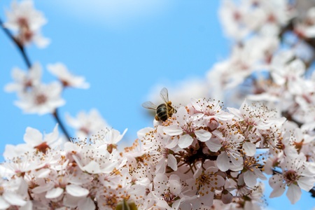 Spring timeの写真素材