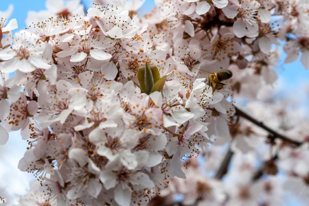 Spring timeの写真素材