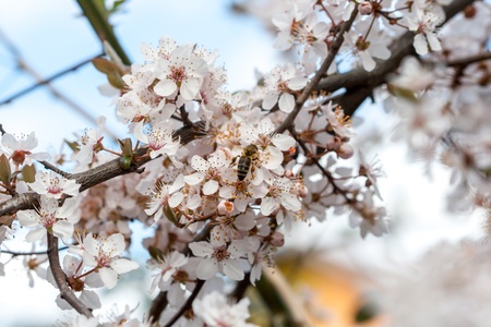 Spring timeの写真素材