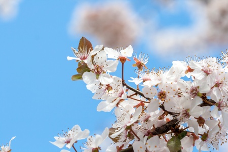 Spring timeの写真素材