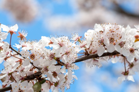 Spring timeの写真素材