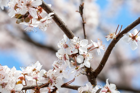 Spring timeの写真素材