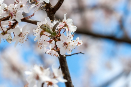 Spring timeの写真素材