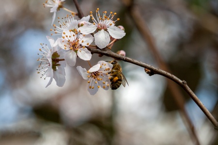 Spring timeの写真素材