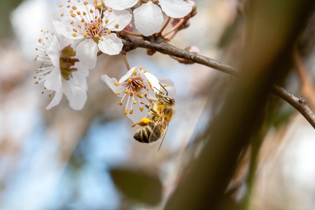 Spring timeの写真素材