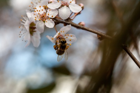 Spring timeの写真素材