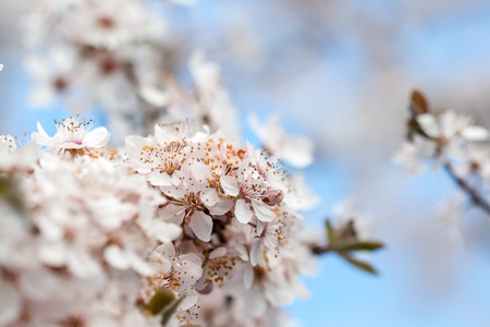 Spring time