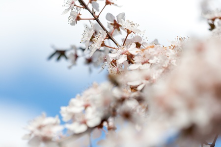 Spring timeの写真素材