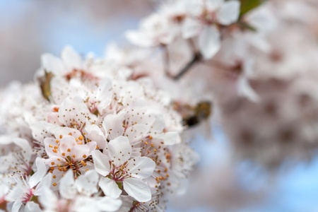 Spring timeの写真素材