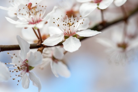 Spring timeの写真素材
