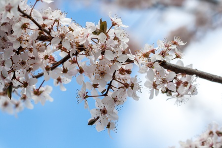 Spring timeの写真素材