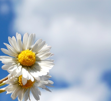 Many camomiles with blue sky backgroundの写真素材