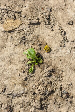 Dry seasonの写真素材