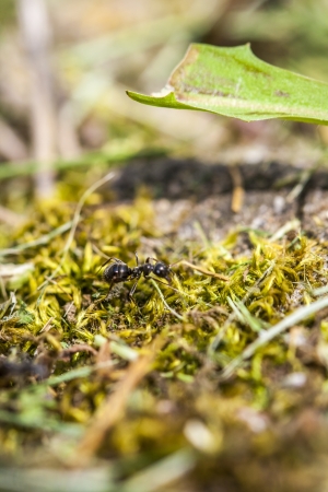 ant on grassの写真素材