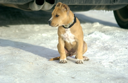                   Staffordshire Bull Terrier puppy on ice             の写真素材