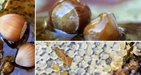 hazelnuts and honey の写真素材