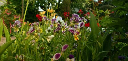                  flower garden               の写真素材