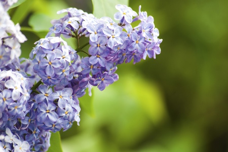 Bunch of violet lilac flowerの写真素材