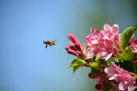bee fly  to flowerの写真素材