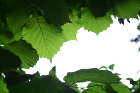 hazelnuts leaves