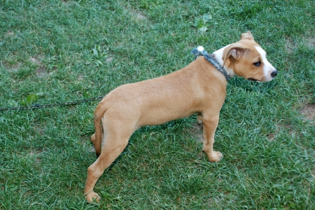 Staffordshire terrier on a grassの写真素材