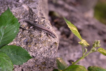 small lizard on concreteの写真素材