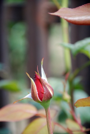 red young rose in a garden の写真素材
