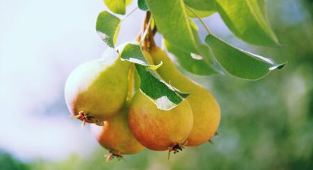 ripe pears on a treeの写真素材