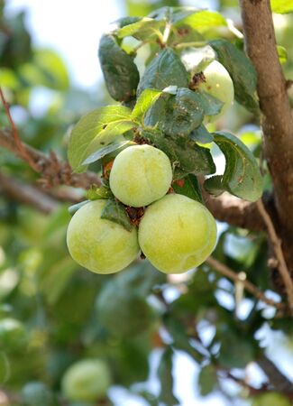 green plumsの写真素材
