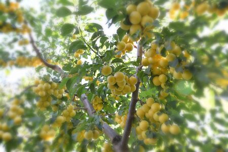 blurred ripe organic plums の写真素材